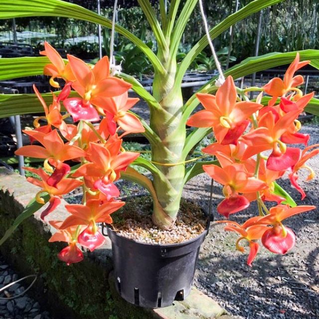 Hoa lan thiên nga giống 5 màu