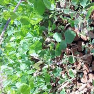 CÂY RAU BÒ KHAI GIỐNG