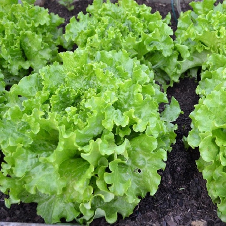 Hạt giống RD xà lách xoăn Rado 708 gói 5gr