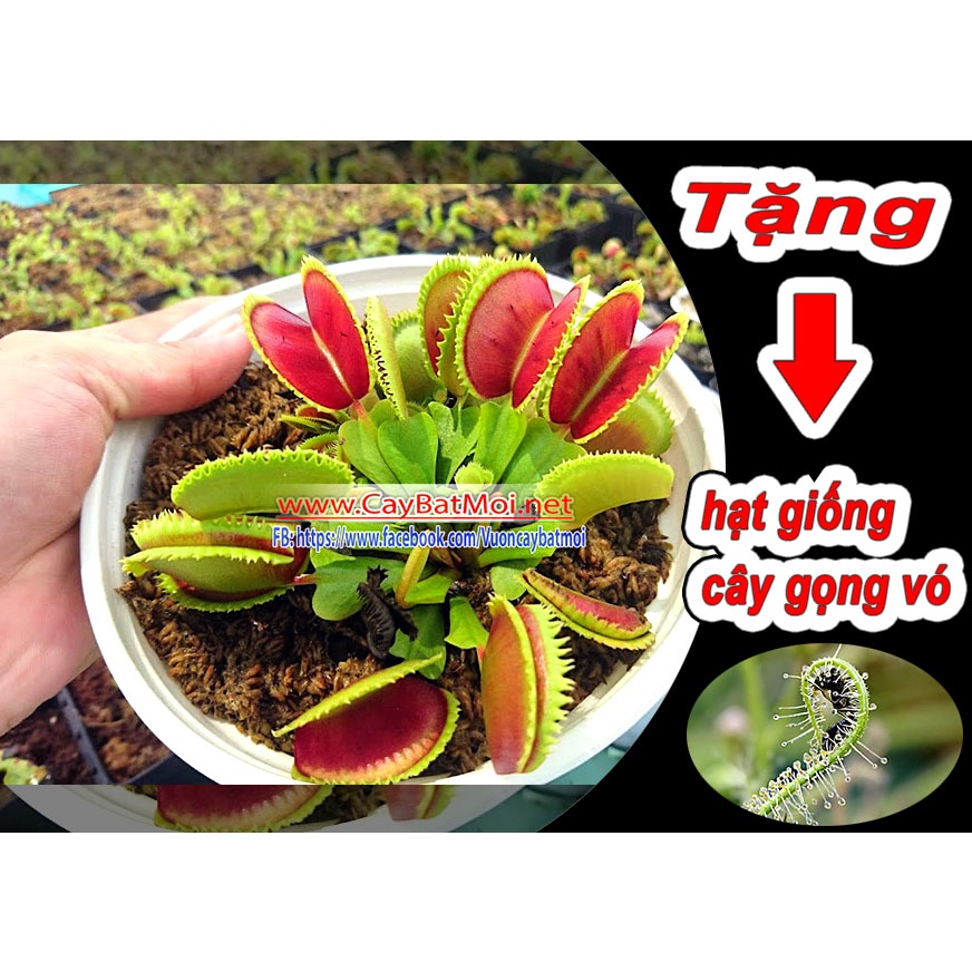 Cây Bẫy Kẹp B52 bắt côn trùng kẹp ruồi, muỗi, kiến