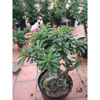 cây sứ kỳ duyên