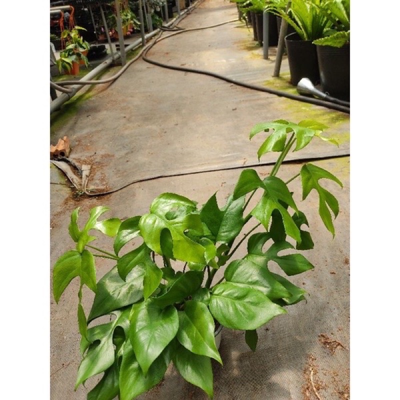 Chậu Trầu Bà Nam Mỹ sz trung, gốc 3-4 thân, rễ khiet,sum xuê