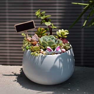 Chậu sứ hạt dẻ trồng cây để bàn, cây nội thất, sen đá, xương rồng - vườn sen đá