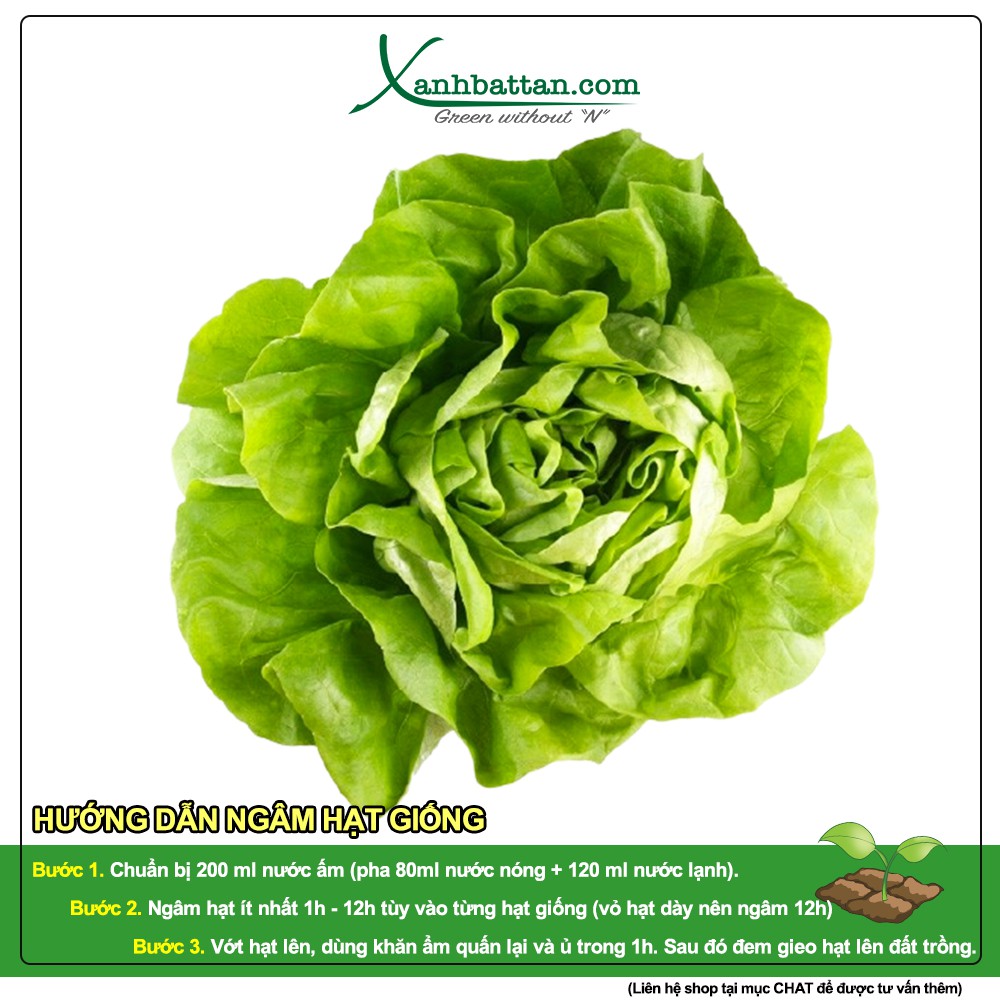 Hạt Giống Xà Lách Búp Đăm Chịu Mưa, Cuốn Búp To, Dễ Nảy Mầm 2 Gram