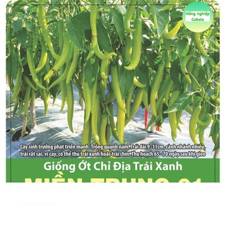 Hạt giống ớt chỉ địa xanh