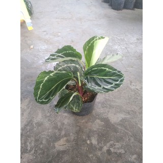 đuôi công xanh lè green