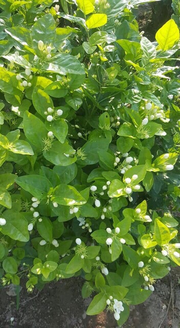 Combo 1 Kg Hoa Nhài Sấy khô uống trà rất thơm