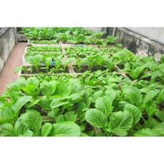 Đất sạch tribat 1 kg .
