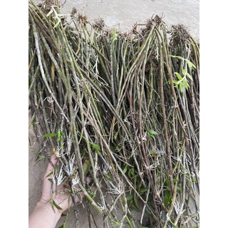 Hoa lan phi điệp Phú thọ Sỉ 2k ( bó 10 thân )