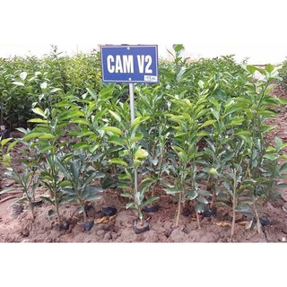 Cây Giống Cam Sành V2