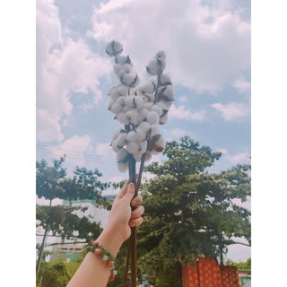 Hoa cotton - cành gòn - hoa cotton thật sấy khô