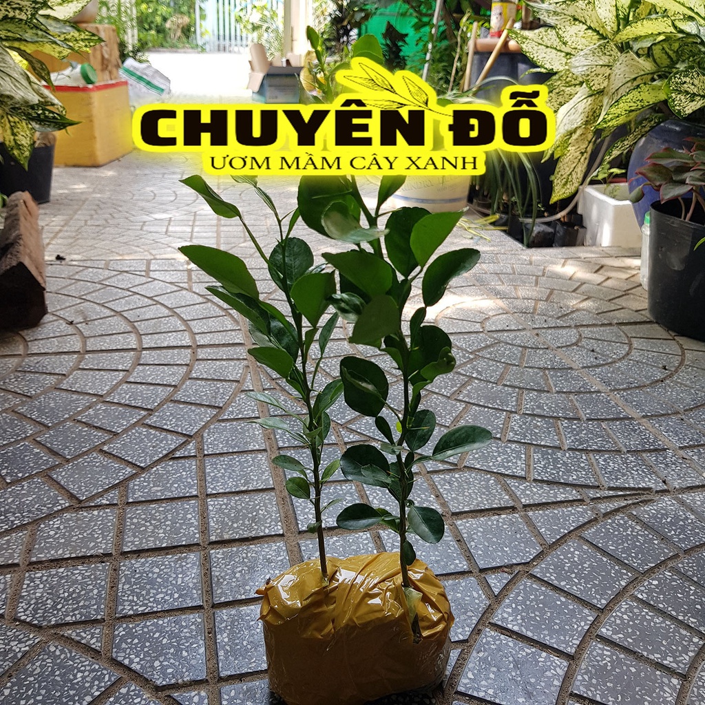 Cây Chúc, Chanh thái, chanh lá số 8, chúc 7 núi 20cm