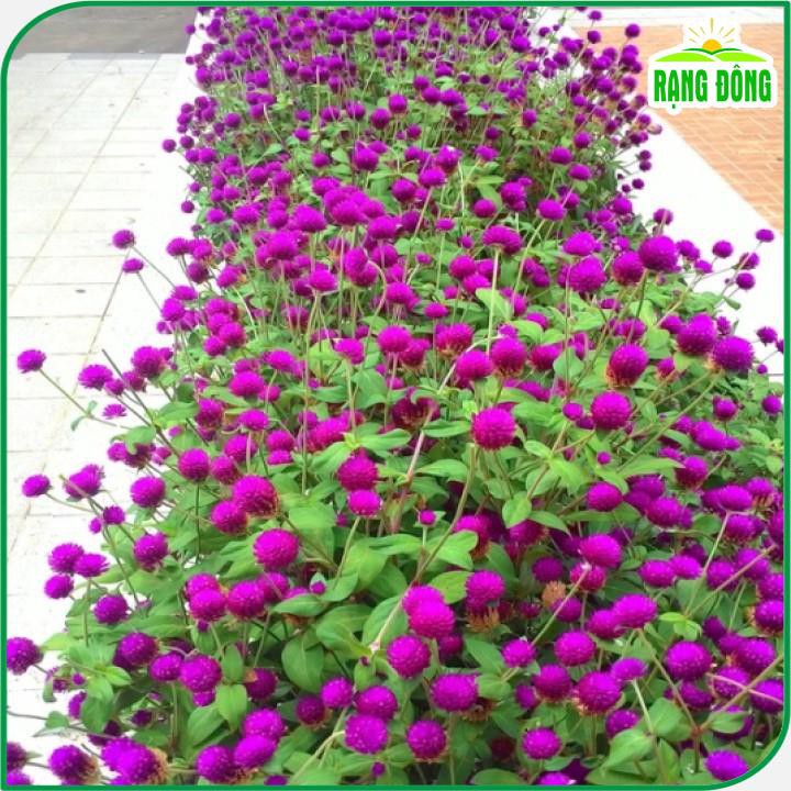 Hạt giống Hoa Cúc Bách Nhật Tím trồng quanh năm, hoa ra liên tục - Hạt giống Rạng Đông