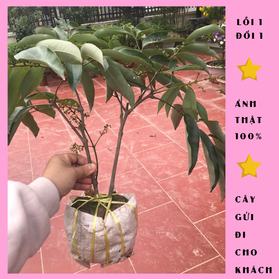 Cây vải thiều giống cao 50cm cây chiết cảnh có hoa, cây sinh trưởng khoẻ mạnh, khóm to, lỗi 1 đổi 1