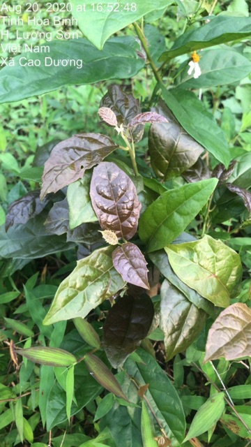 Xạ Đen Hoà Bình giá gốc loại 1( có giấy xác nhận nguồn gốc sản phẩm) | BigBuy360 - bigbuy360.vn