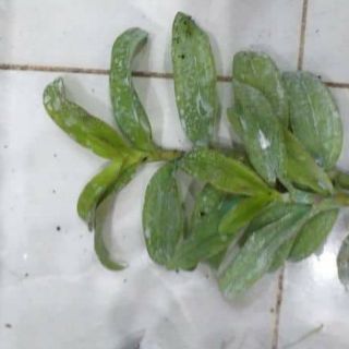 Hoa phong lan - ám cổ văn giang