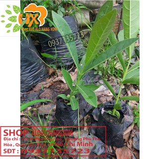 hoa chuông vàng cây giống ( combo 5 cây)