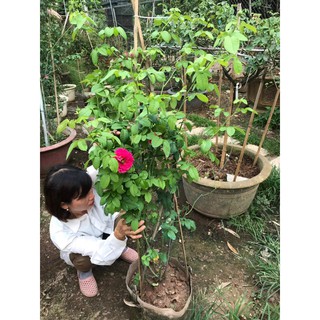 Combo 3 gốc hoa hồng ngoại
