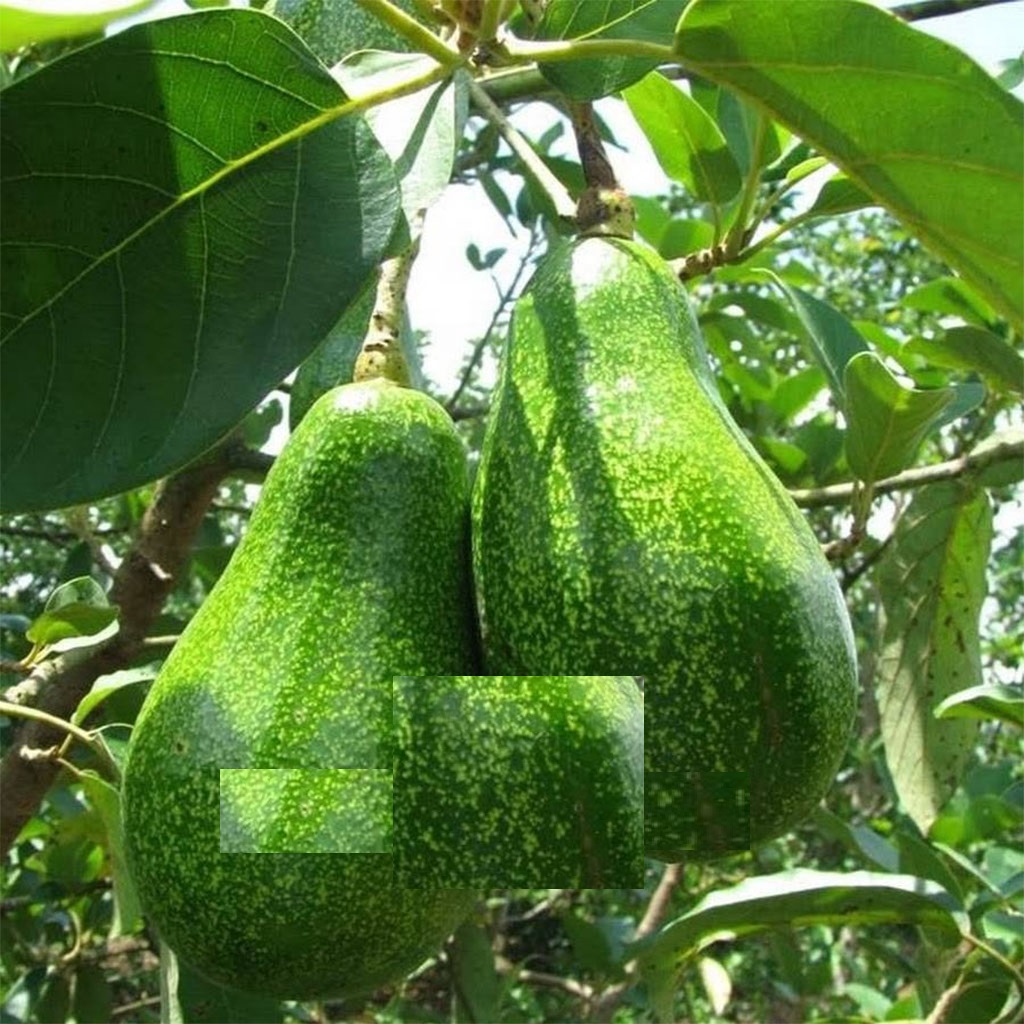 Cây giống BƠ SÁP siêu quả - hàng cây giống CHUẨN F1 - GIÁ TRỊ DINH DƯỠNG VÀ NĂNG SUẤT CAO