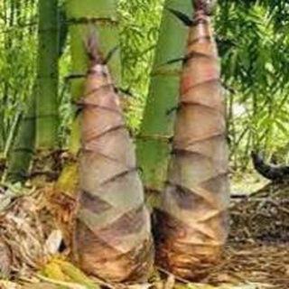 Cây Giống Măng Tre Bát Độ