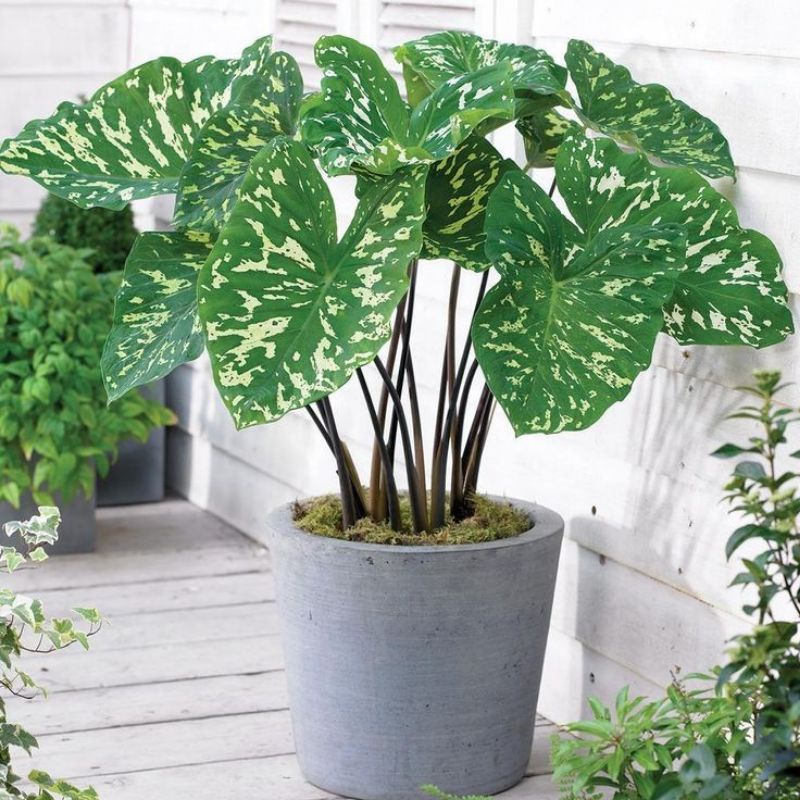 Cây Alocasia hilo beauty