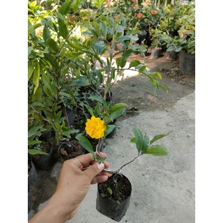 Combo 1 cây mai cúc thọ hương, 1 mai 150, 1 mai cúc vip, 1 mai hồng thanh tú