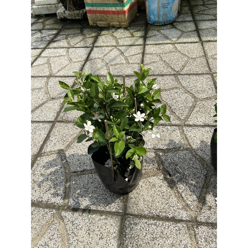 Cây mai chỉ thiên