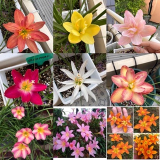 Củ Hoa Huệ Mưa Giống Ngoại Các Màu
