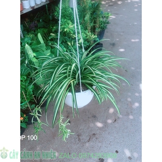 Chậu Cây Dây Nhện