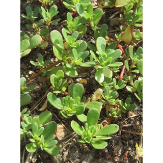 HẠT RAU SAM, RAU SAM - GÓI 2 GRAM