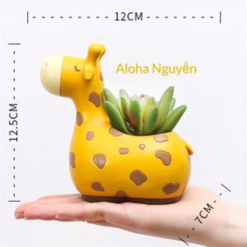 Chậu hươu cao cổ vàng. tặng kèm 1 sen đá