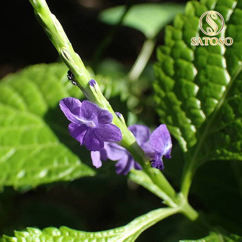 Cây chuột đuôi khô ( mạch lạc ) lợi tiểu tốt cho sức khỏe SATOSO 1kg SA68