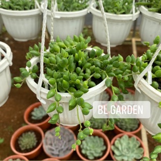 Chậu treo sen đá hạt ngọc. Sen giọt nước dài