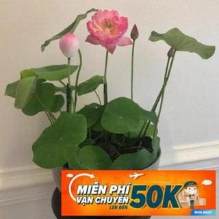 05 Hạt giống Sen nhật Mini nhiều màu