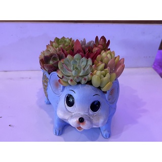 Chậu Cây Sen Đá Tiểu Cảnh