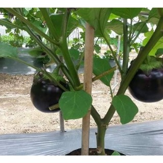 Hạt giống Cà tím chery khổng lồ