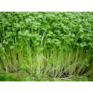 Hạt giống Mầm rau cải ngọt 20-30gr -  Rau củ quả trồng tại vườn, sân thượng, nông trang, ban công