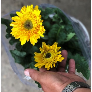 Cây hoa Đồng Tiền trồng nơi có ít nắng giao màu ngẫu nhiên