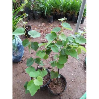 cây giống nho ngón tay đen
