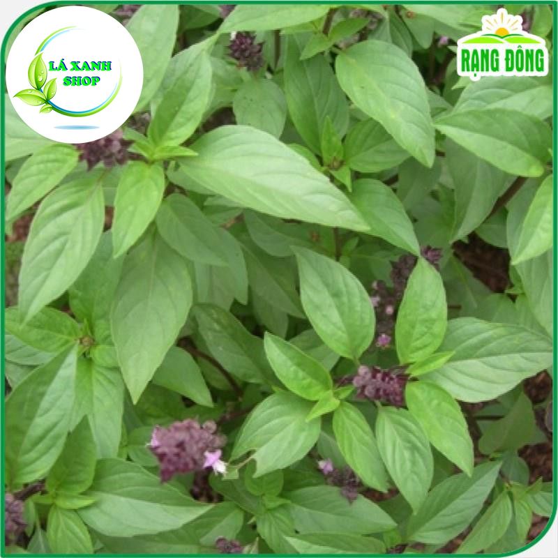 Hạt giống Rau Húng Quế Lá To Kháng Bệnh Tốt, Trồng Quanh Năm (gói 10 gram) - Hạt Giống Rạng Đông