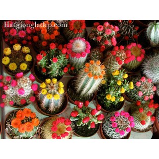 Hạt Giống Sương Rồng Mix
