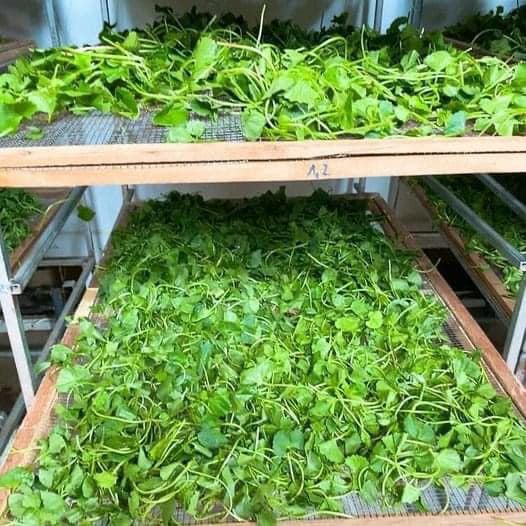 Bột rau má chuẩn nguyên chất mát gan đẹp da 500gr