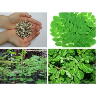 HẠT GIỐNG CÂY CHÙM NGÂY 5 HẠT