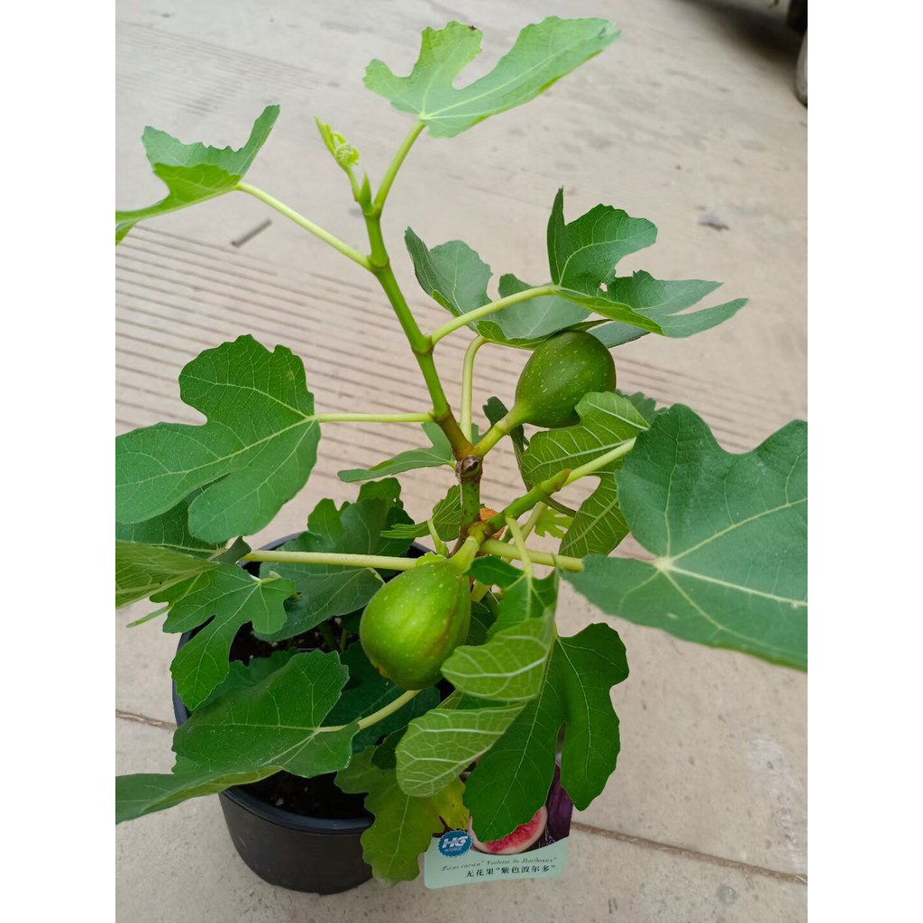 Cây giống Violette de Bordeaux Fig Tree (French Fig) - giống sưu tầm siêu thơm, ngọt