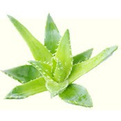 GEL LÔ HỘI AROMAZONE PHÁP