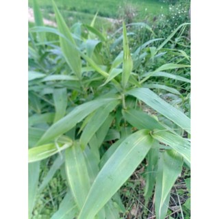 cây chít, cây đọt giống  (bụi lớn)