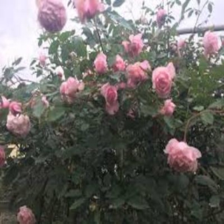 COM BO 5 bầu Hoa hồng điều cổ bầu cây giống được tách từ thân cây mẹ + Tặng 02 cây nhót ngọt