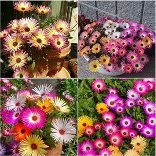 Hạt Giống Mười Giờ Nam Phi F1 Nhiều Màu - 20 hạt