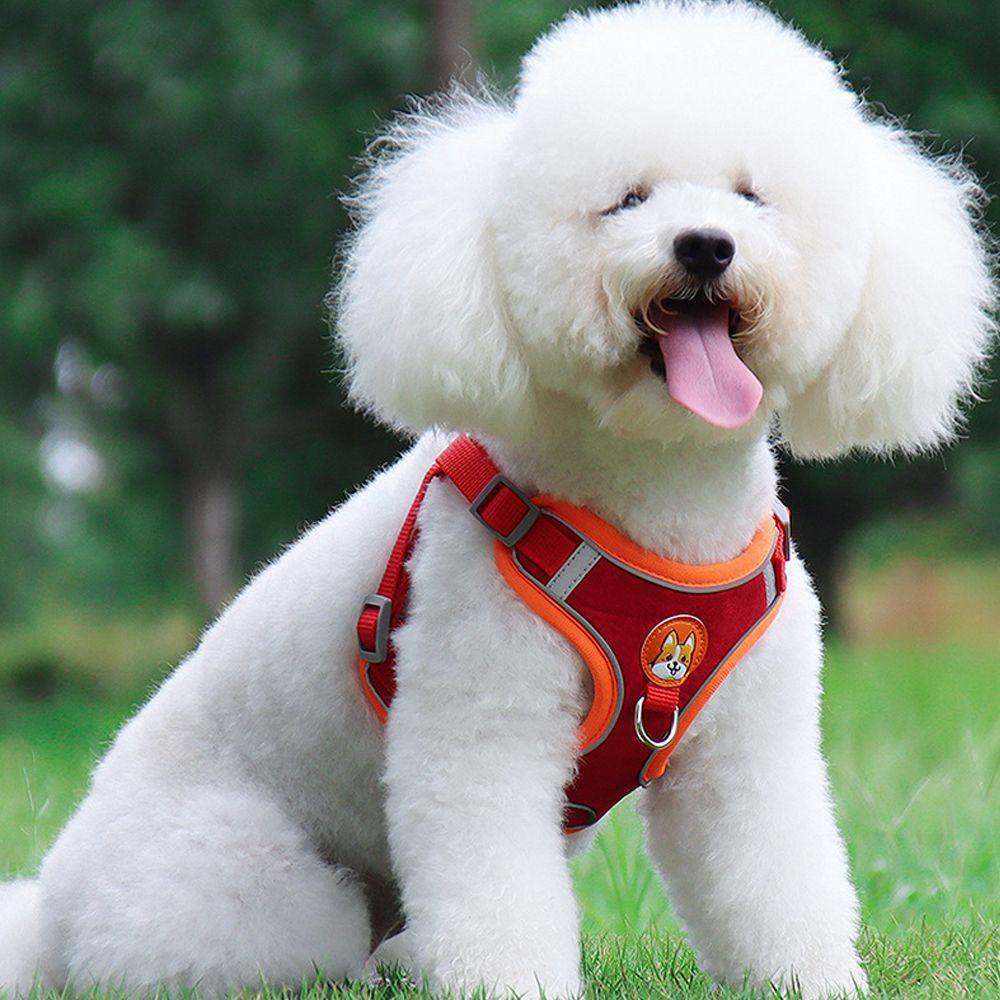 Dây Dắt Thú Cưng Đi Dạo Tiện Dụng