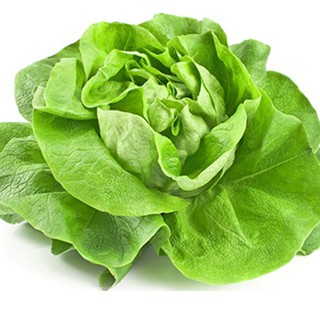 Hạt giống rau xà lách cuộn